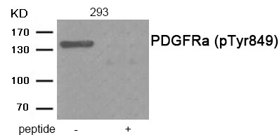 Rabbit Polyclonal Antibody to PDGFRa (Phospho-Tyr849)