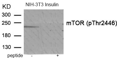 Rabbit Polyclonal Antibody to mTOR (Phospho-Thr2446)