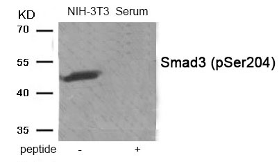 Rabbit Polyclonal Antibody to Smad3 (Phospho-Ser204)