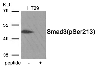 Rabbit Polyclonal Antibody to Smad3 (Phospho-Ser213)