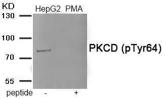 Rabbit Polyclonal Antibody to PKCD (Phospho-Tyr64)