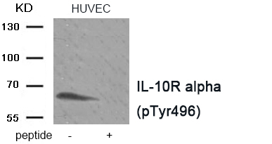 Rabbit Polyclonal Antibody to IL-10R alpha (Phospho-Tyr496)