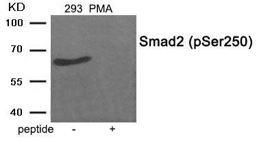 Rabbit Polyclonal Antibody to Smad2 (Phospho-Ser250)