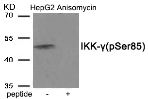 Rabbit Polyclonal Antibody to IKK-γ (Phospho-Ser85)