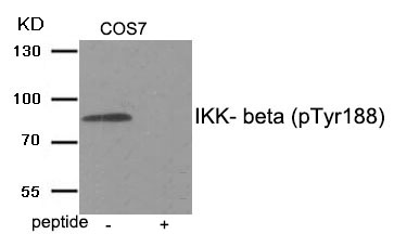 Rabbit Polyclonal Antibody to IKK- beta (Phospho-Tyr188)
