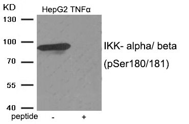 Rabbit Polyclonal Antibody to IKK- alpha/ beta (Phospho-Ser180/181)
