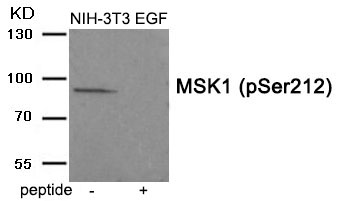 Rabbit Polyclonal Antibody to MSK1 (Phospho-Ser212)