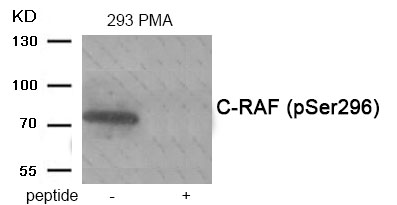 Rabbit Polyclonal Antibody to C-RAF (Phospho-Ser296)
