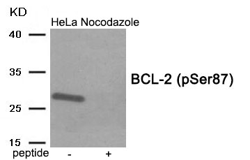 Rabbit Polyclonal Antibody to BCL-2 (Phospho-Ser87)
