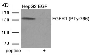 Rabbit Polyclonal Antibody to FGFR1 (Phospho-Tyr766)
