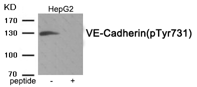 Rabbit Polyclonal Antibody to VE-Cadherin (Phospho-Tyr731)