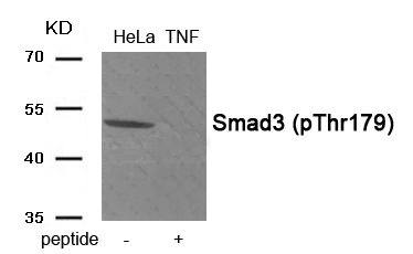 Rabbit Polyclonal Antibody to Smad3 (Phospho-Thr179)