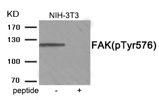 Rabbit Polyclonal Antibody to FAK (Phospho-Tyr576)