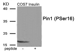 Rabbit Polyclonal Antibody to Pin1 (Phospho-Ser16)