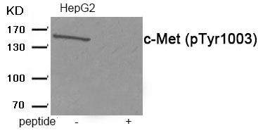 Rabbit Polyclonal Antibody to c-Met (Phospho-Tyr1003)
