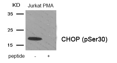 Rabbit Polyclonal Antibody to CHOP (Phospho-Ser30)