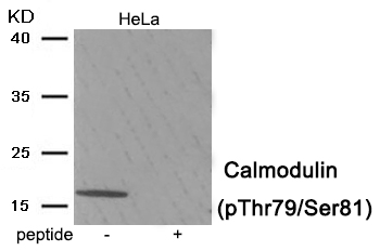 Rabbit Polyclonal Antibody to Calmodulin (Phospho-Thr79/Ser81)