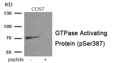 Rabbit Polyclonal Antibody to GTPase Activating Protein (Phospho-Ser387)