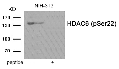 Rabbit Polyclonal Antibody to HDAC6 (Phospho-Ser22)
