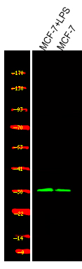 Rabbit Polyclonal Antibody to Cyclin D1 (Phospho-Ser90)
