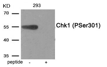 Rabbit Polyclonal Antibody to Chk1 (Phospho-Ser301)