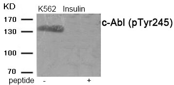 Rabbit Polyclonal Antibody to c-Abl (Phospho-Tyr245)