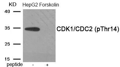 Rabbit Polyclonal Antibody to CDK1/CDC2 (Phospho-Thr14)