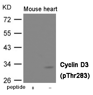 Rabbit Polyclonal Antibody to Cyclin D3 (Phospho-Thr283)