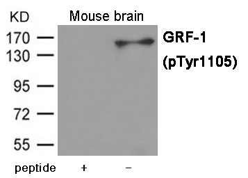 Rabbit Polyclonal Antibody to GRF-1 (Phospho-Tyr1105)