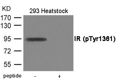 Rabbit Polyclonal Antibody to IR (Phospho-Tyr1361)