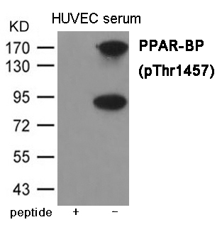 Rabbit Polyclonal Antibody to PPAR-BP (Phospho-Thr1457)