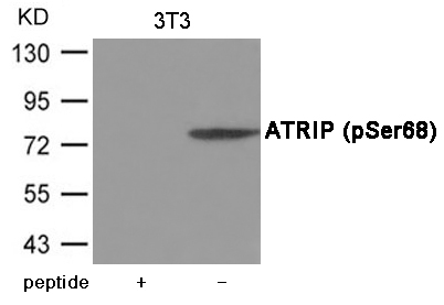 Rabbit Polyclonal Antibody to ATRIP (Phospho-Ser68)