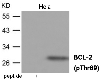 Rabbit Polyclonal Antibody to BCL-2 (Phospho-Thr69)