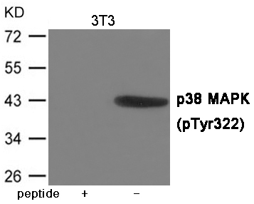 Rabbit Polyclonal Antibody to p38 MAPK (Phospho-Tyr322)