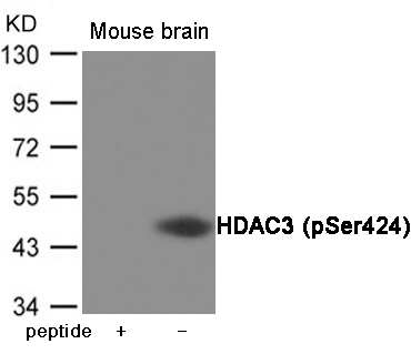 Rabbit Polyclonal Antibody to HDAC3 (Phospho-Ser424)