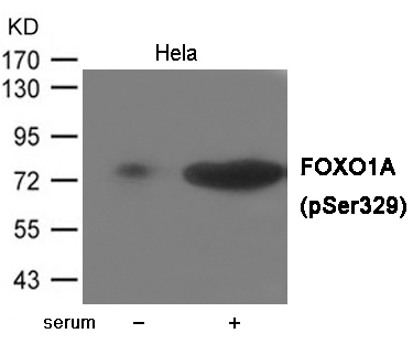 Rabbit Polyclonal Antibody to FOXO1A (Phospho-Ser329)