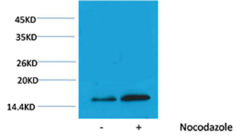 Rabbit Polyclonal Antibody to Histone H3(Phospho-Thr3) Rabbit