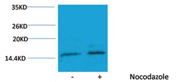Rabbit Polyclonal Antibody to Histone H3(Phospho-Ser10) Rabbit