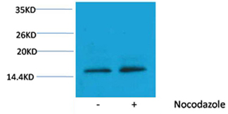Rabbit Polyclonal Antibody to Histone H3(Phospho-Thr11) Rabbit