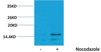 Rabbit Polyclonal Antibody to Histone H3(Phospho-Ser28) Rabbit