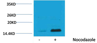 Rabbit Polyclonal Antibody to Histone H3(Phospho-Thr32) Rabbit