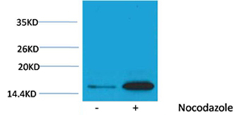 Rabbit Polyclonal Antibody to Histone H3(Phospho-Tyr41) Rabbit
