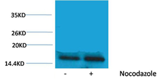 Rabbit Polyclonal Antibody to Histone H3(Phospho-Thr45) Rabbit