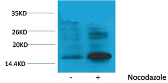 Rabbit Polyclonal Antibody to Histone H3(Phospho-Thr118) Rabbit