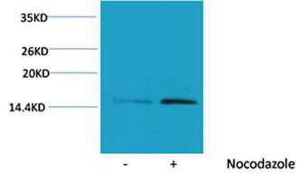 Rabbit Polyclonal Antibody to Histone H4(Phospho-Ser1) Rabbit