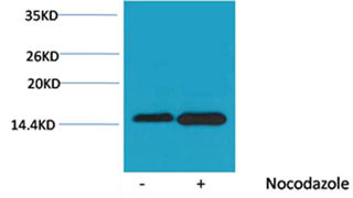 Rabbit Polyclonal Antibody to Histone H4(Phospho-Ser47) Rabbit
