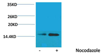 Rabbit Polyclonal Antibody to Histone H2B(Phospho-Ser32) Rabbit