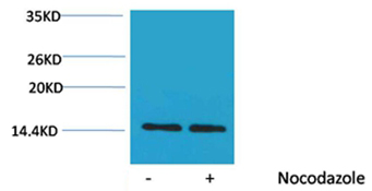 Rabbit Polyclonal Antibody to Histone H2A(Phospho-Ser129) Rabbit