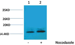 Rabbit Polyclonal Antibody to Histone H1(Phospho-Thr3) Rabbit