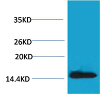 Rabbit Polyclonal Antibody to Histone H2A.X(Phospho-Tyr142) Rabbit